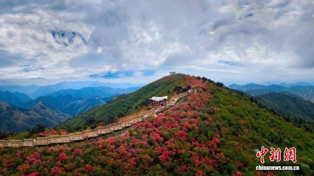 六春湖杜鹃花盛开一景。六春湖景区 供图