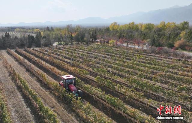 11月8日,在位于宁夏银川市贺兰山东麓的志辉源石酒庄,工作人员进行埋藤作业。(无人机照片)中新社记者 于晶 摄