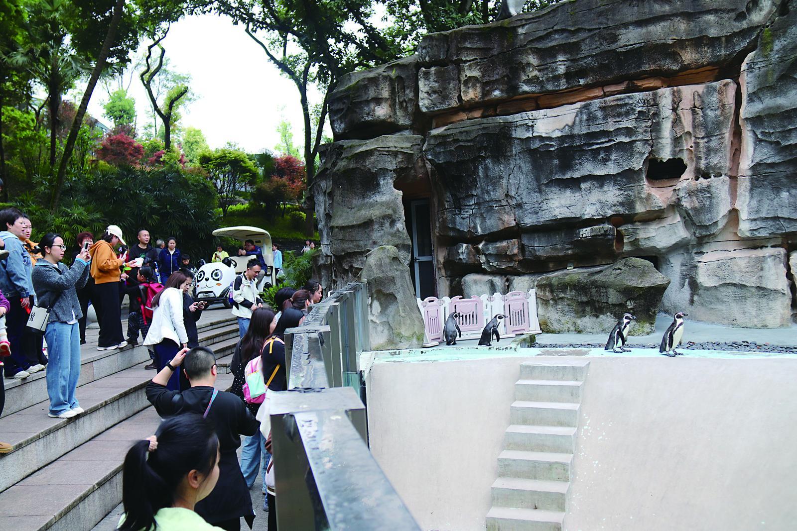 游客在参观企鹅