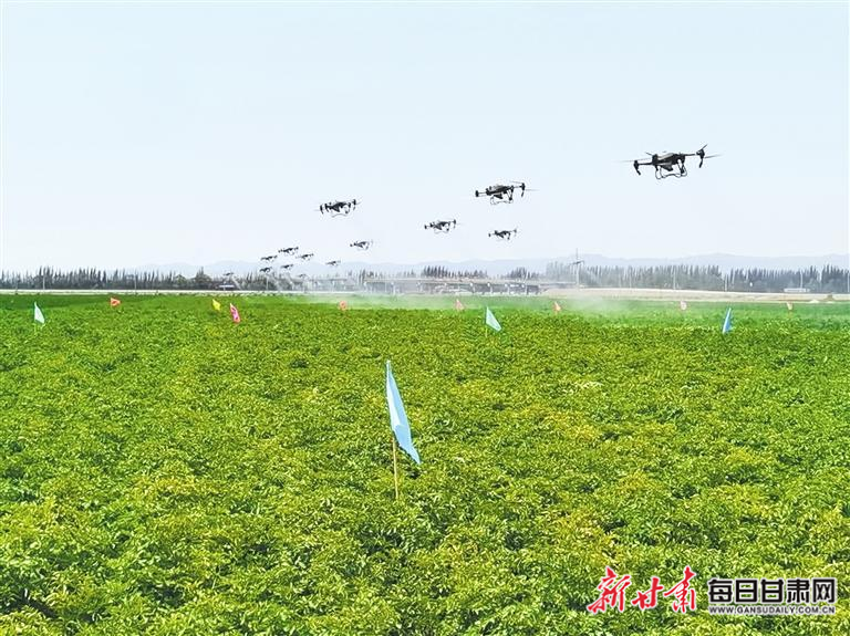 8月下旬，永昌县开展无人机飞防作业（资料图）。本组图片由新甘肃·甘肃日报记者 马国顺 摄