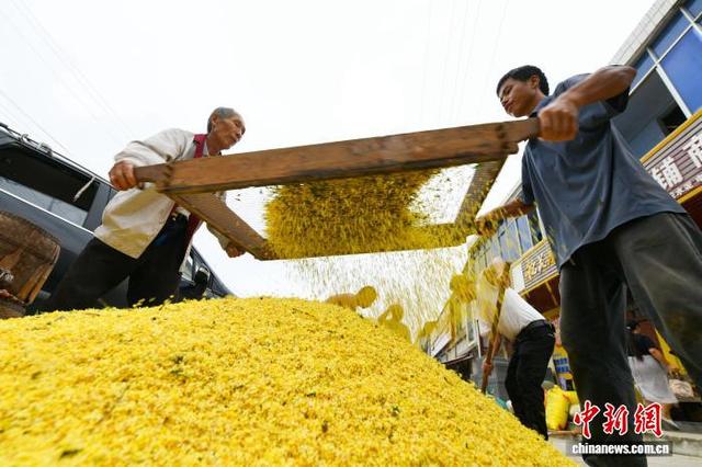 图为村民忙着筛桂花。陈红菊 摄