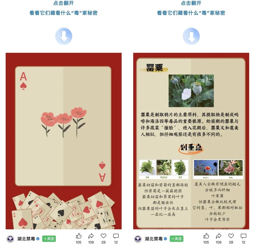 “湖北禁毒”微信公众号发布互动推文，让网友“验牌”识别毒品原植物 图源：