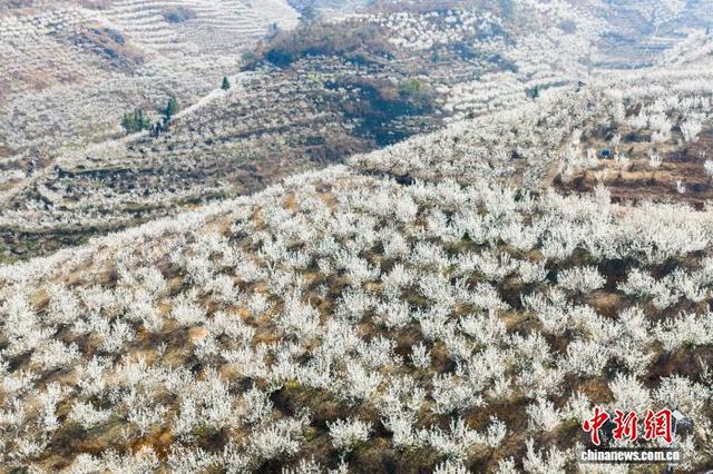 图为2月21日，贵州省毕节市纳雍县厍东关乡万亩樱桃花盛开。王洋 摄