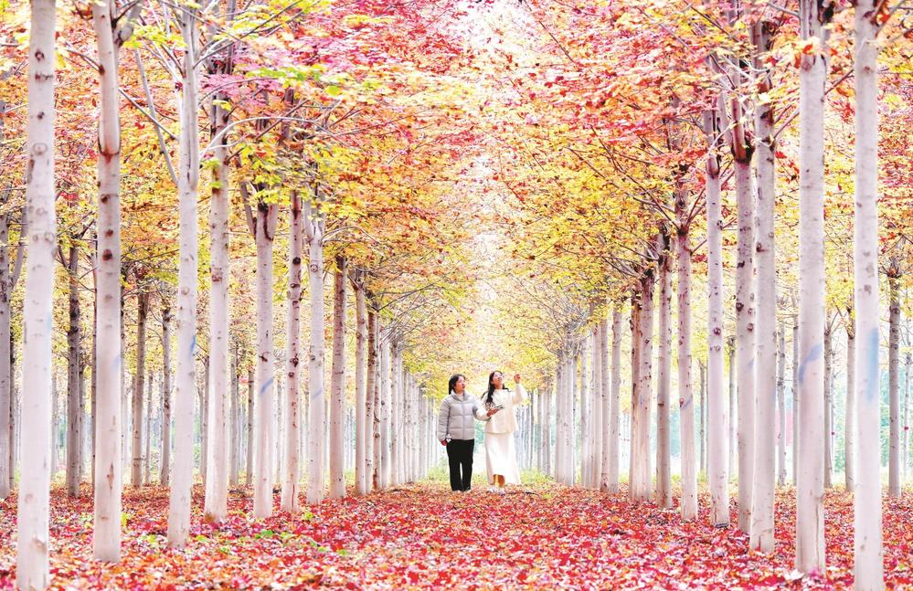 各地秋色愈浓，美不胜收。图为10月22日，游客在河北省邯郸市峰峰矿区义井镇万亩秀林游玩。新华社发（郝群英 摄）