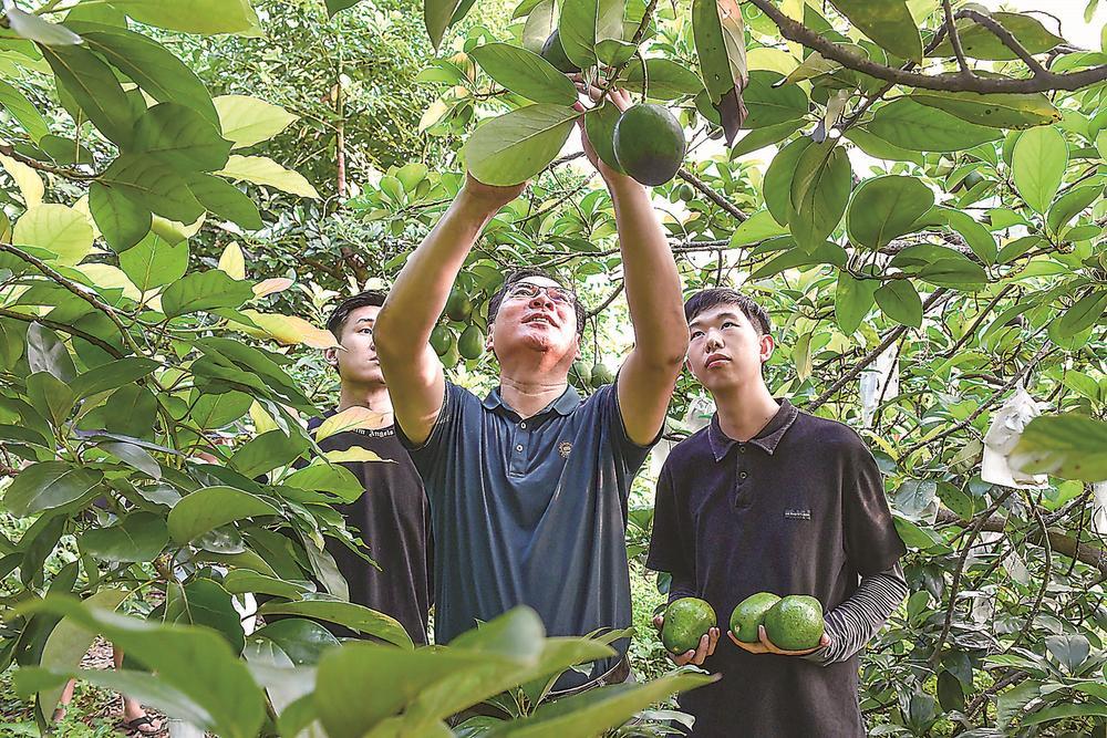 龚世明（中）在查看牛油果生长情况。夏海滨 摄