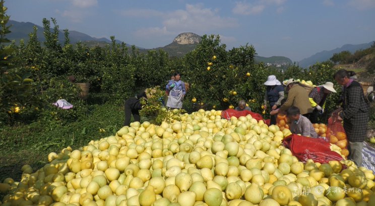 　　来源：铜仁融媒　思南融媒　何　敏　杨亚旭