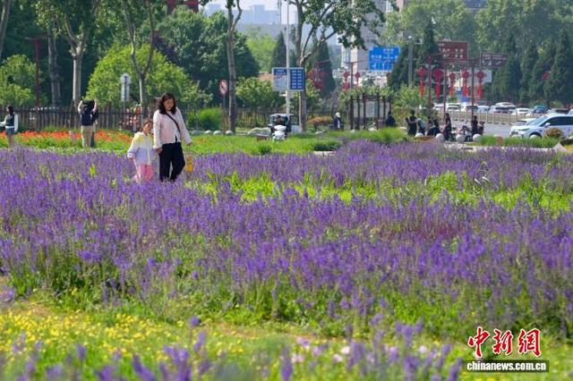 图为市民穿行殷墟国家考古遗址公园花海。中新社记者 李超庆 摄