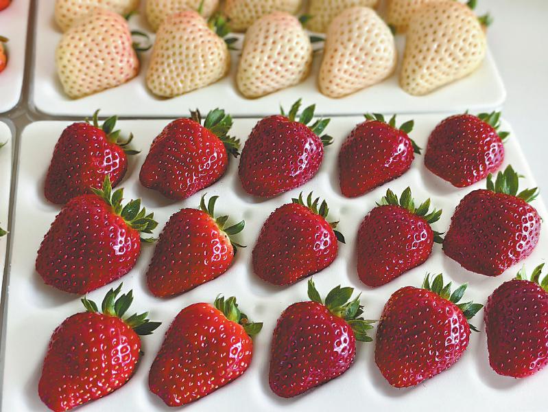 卖场内，黑草莓与白草莓搭配售卖。