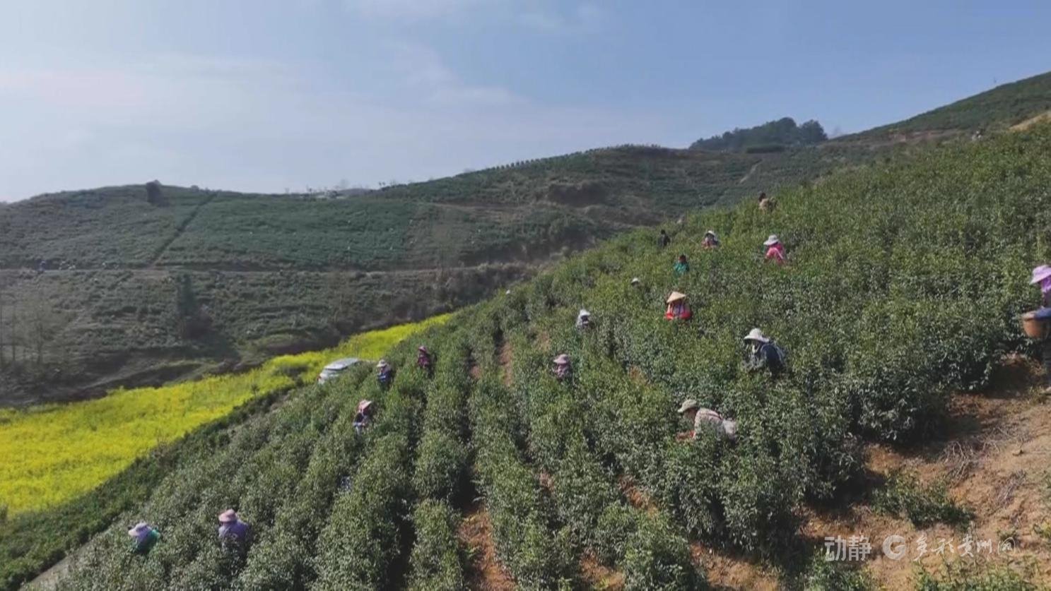 贵州华虹茶业有限责任公司经理 邓烈波