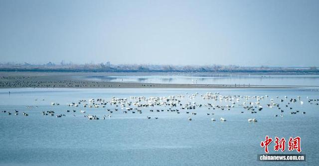 图为沉湖湿地。 吴天 摄
