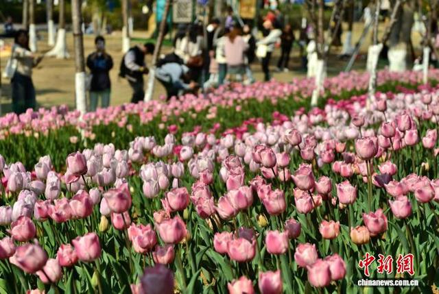 1月17日，福州市儿童公园内种植的多个品种郁金香，陆续迎来花期，吸引民众前来观赏打卡。中新社记者 张斌 摄