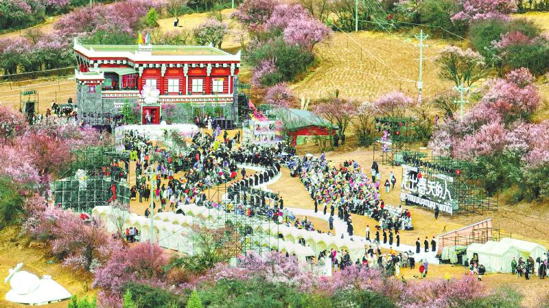 4月上旬，道孚县的杏花尽情绽放。 洛绒尼玛 摄