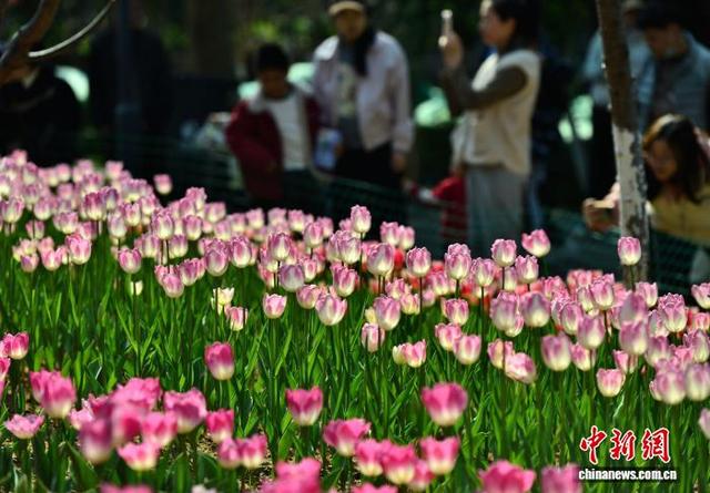1月17日，福州市儿童公园内种植的多个品种郁金香，陆续迎来花期，吸引民众前来观赏打卡。中新社记者 张斌 摄