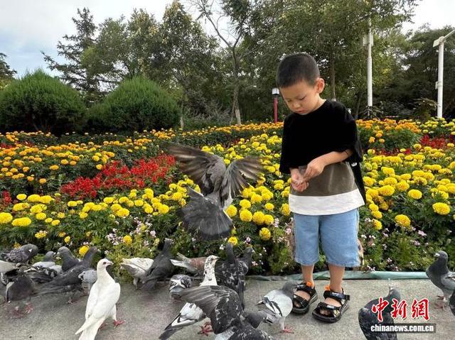 图为孩童在金川区公园里喂食鸽子。(资料图) 戴文昌 摄