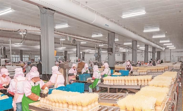 贵阳银行支持毕节市威宁自治县雪榕生物科技有限公司生产金针菇。 余军 摄