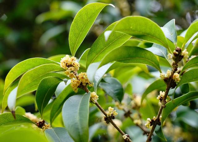 上海植物园10月9日拍摄的早银桂。 图片来源：上海植物园