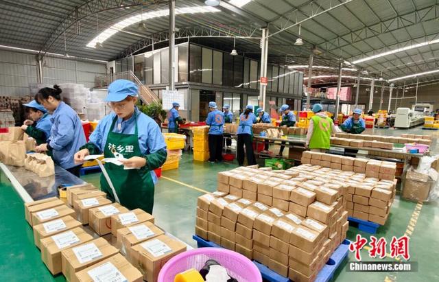 图为工人正在打包融安金桔。陈梅 摄