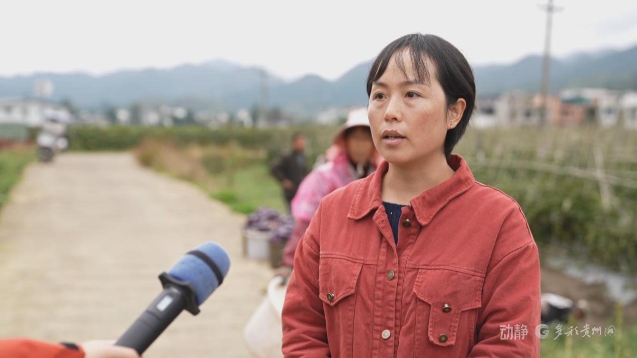 六盘水市六枝特区农业产业技术服务中心主任毛洪梅