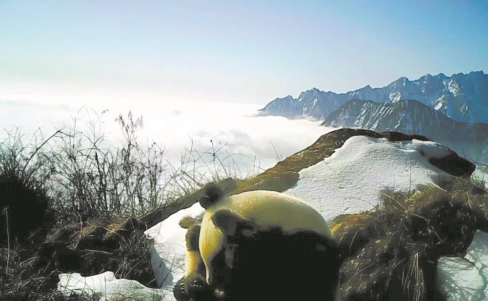 红外相机拍摄的大熊猫母子同框暖心画面。