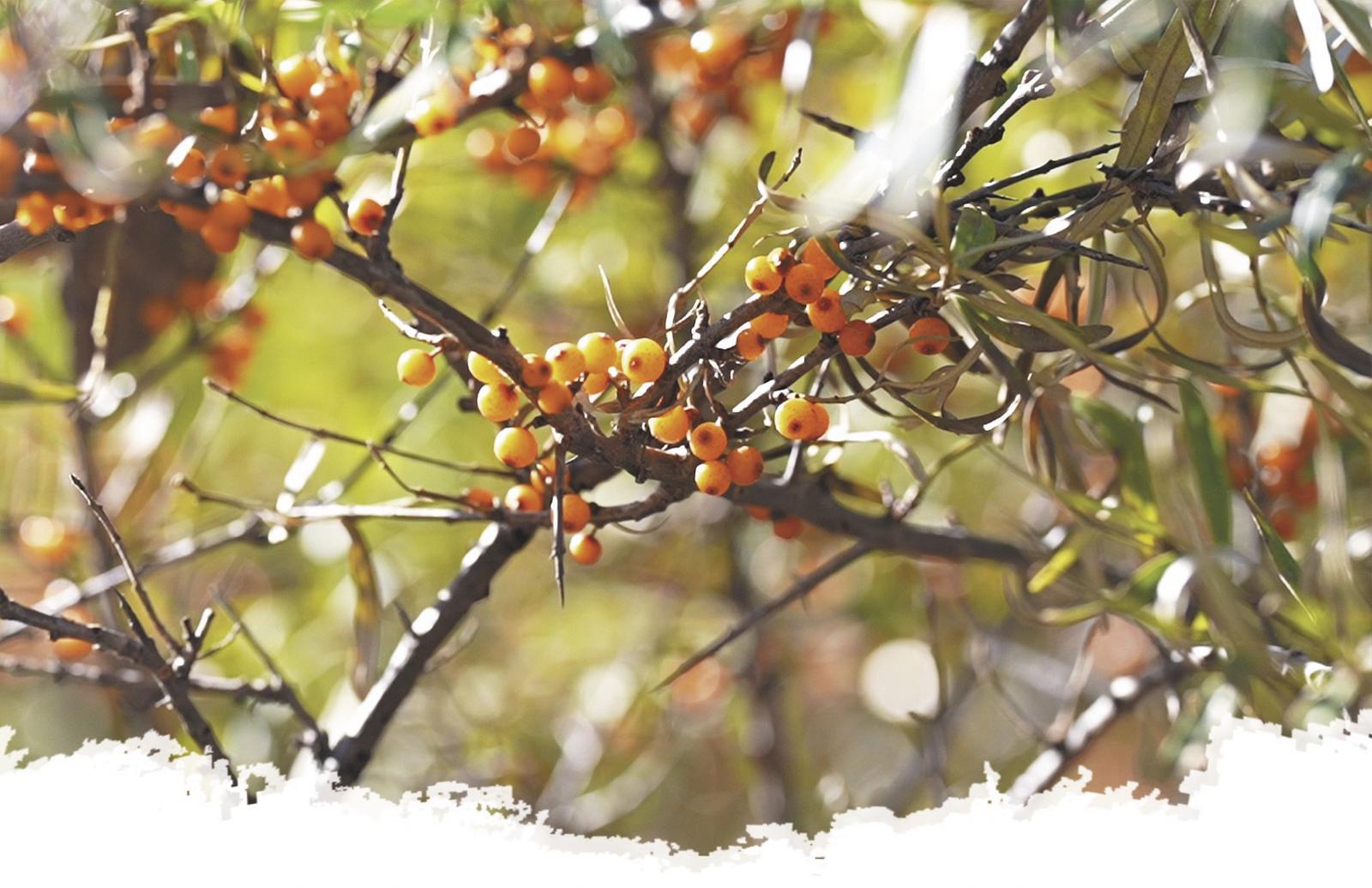 沙棘果挂满枝头。 马正直 李斌善 摄