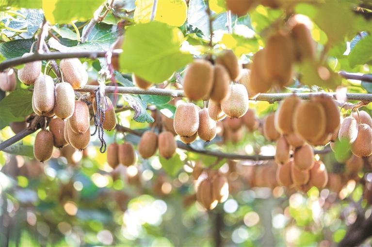 贵阳市修文县谷堡镇平滩村猕猴桃种植园内猕猴桃挂满枝头。 龙永 摄