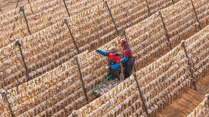 春日晒鲜，在山东省荣成市南部沿海一处晒场，渔民在晾晒鱿鱼。新华社发（李信君摄）