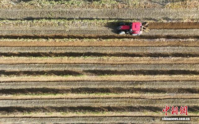 11月8日,在位于宁夏银川市贺兰山东麓的志辉源石酒庄,工作人员进行埋藤作业。(无人机照片)中新社记者 于晶 摄
