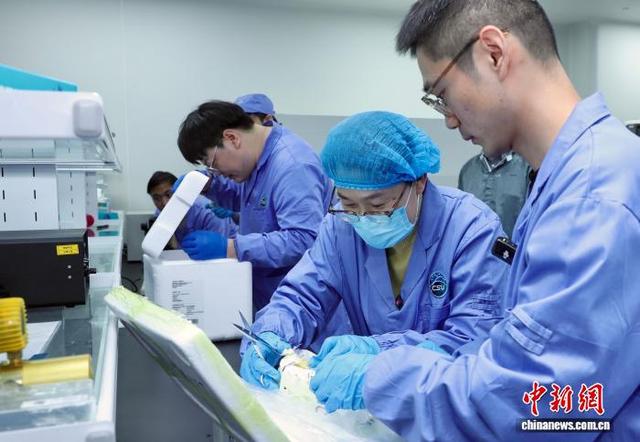 中国空间站第九批空间科学实验样品交付科学家开展研究。中国科学院空间应用中心 供图