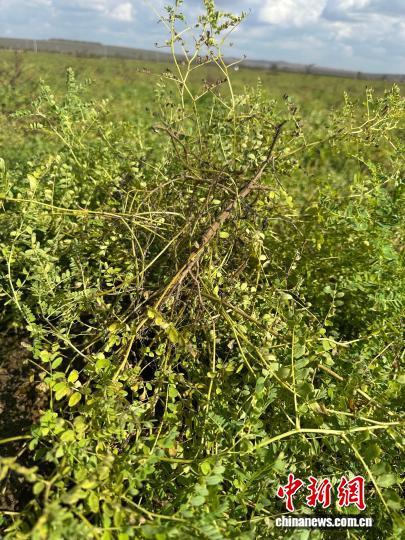 五寨县连片的黄芪田里，空气中弥漫着淡淡的药香。刘小红摄