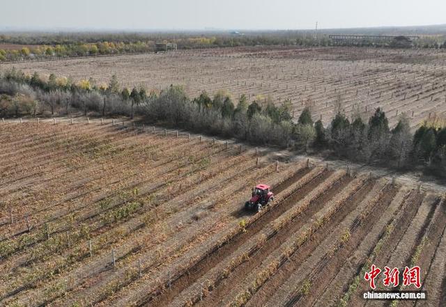 11月8日,在位于宁夏银川市贺兰山东麓的志辉源石酒庄,工作人员进行埋藤作业。(无人机照片)中新社记者 于晶 摄