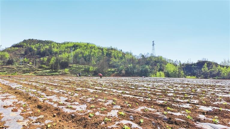 六盘水市盘州市邦达红果煤矿填出的新坝子上农作物长势良好。 贵州日报天眼新闻记者 鲁媛 摄