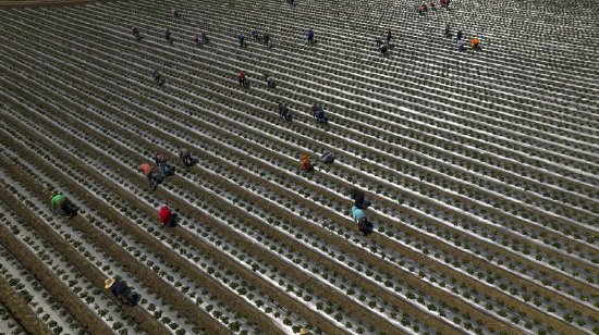 2023 年，美国近四分之一的农场劳工为非法移民。