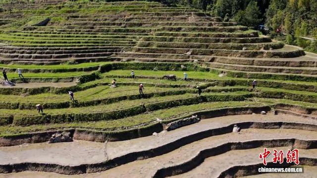 永定区下洋镇初溪村水稻种植基地，村民们正抢抓农时，开展春播春种作业。黄秋萍 摄