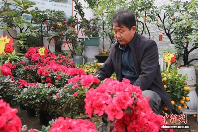 2月7日，秦岭花世界内，花商打理花卉。 李一璠 摄
