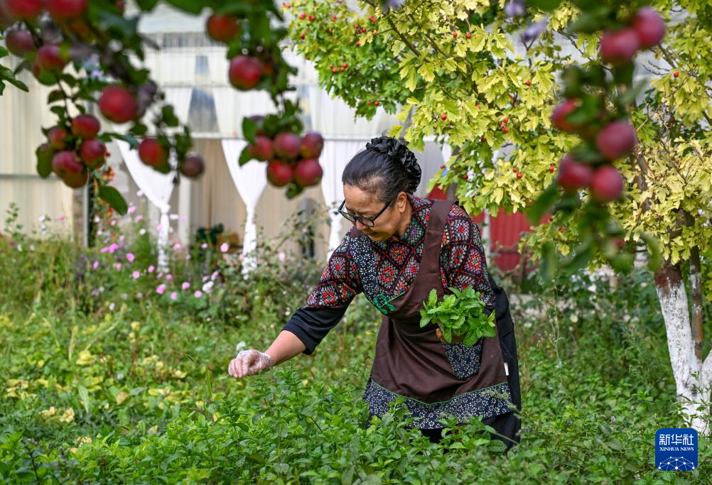 9月17日，马秀花在菜园里采摘薄荷，用于制作薄荷茶。