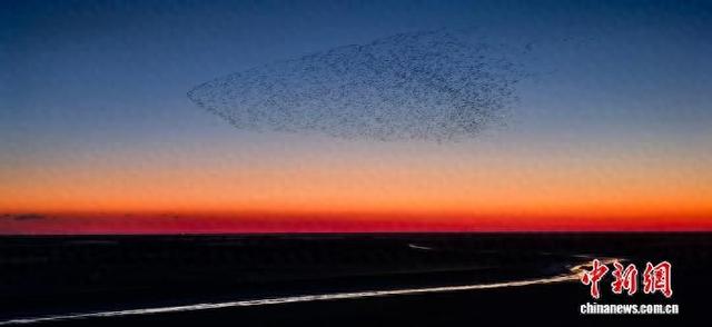 图为山东东营黄河三角洲国家级自然保护区的“鸟浪”奇观。杨斌 摄