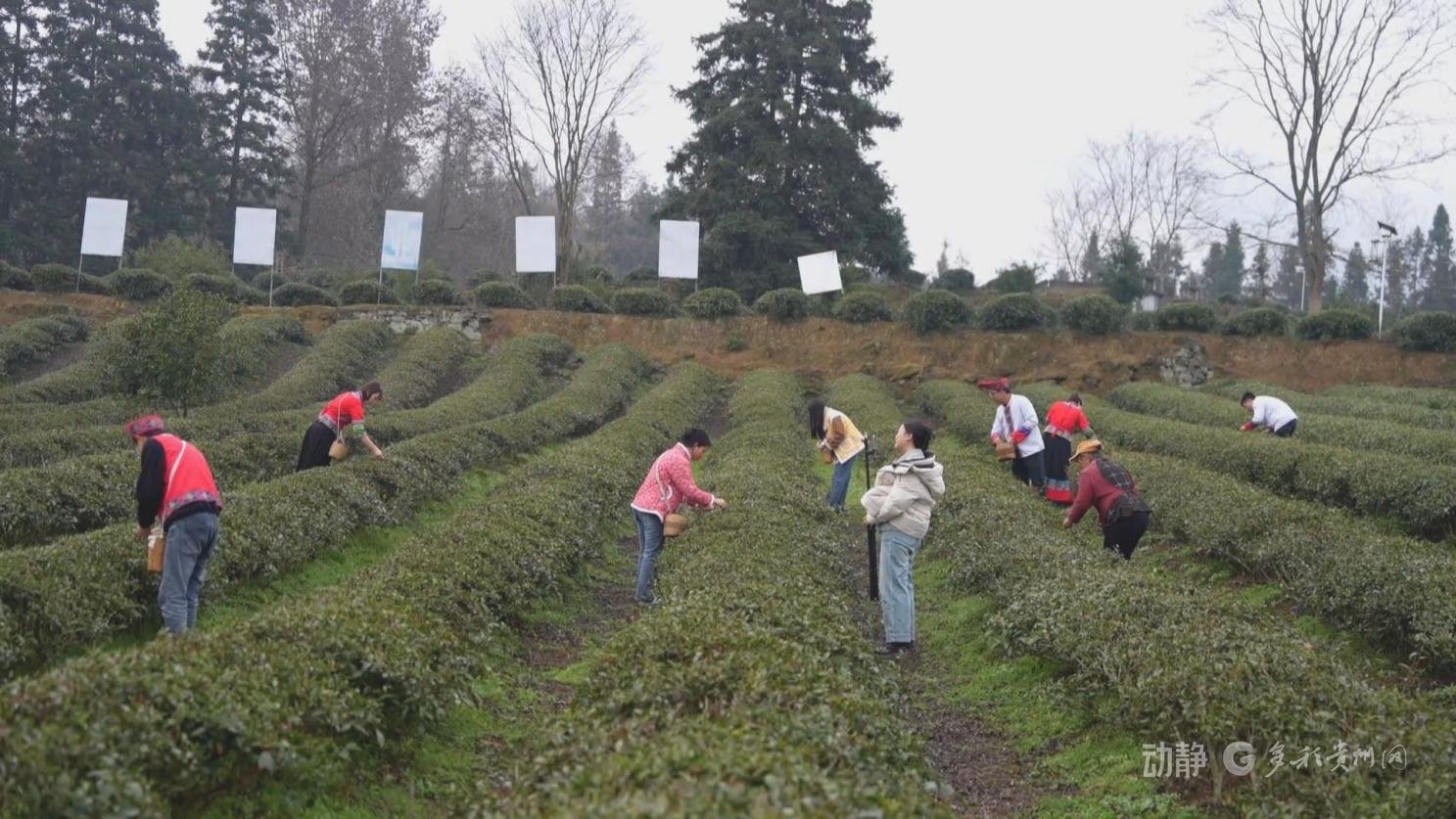 遵义市务川自治县红丝乡助农直播成员 骆秋燕