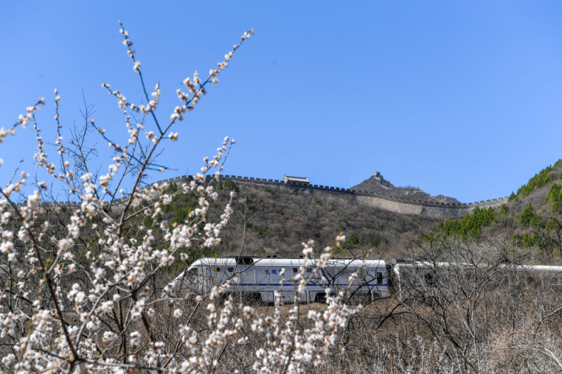 一列北京市郊铁路S2线列车驶过居庸关长城。新华社记者 鞠焕宗 摄
