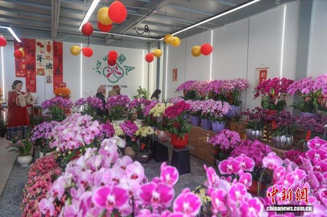 图为2月8日，2026南昌迎春花市现场，民众在逛花市。刘力鑫 摄