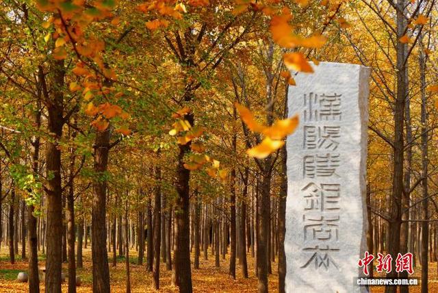 图为银杏林美景(资料图)。汉景帝阳陵博物院供图
