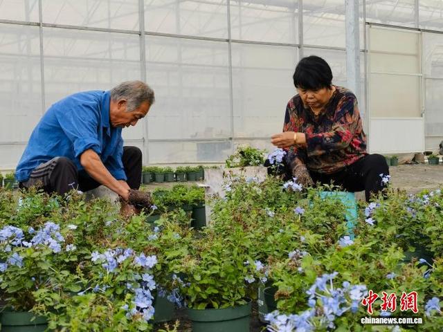 浙江海宁的大桃园组团片区内，两位村民在塔莎园艺公司的大棚内工作。王逸飞 摄