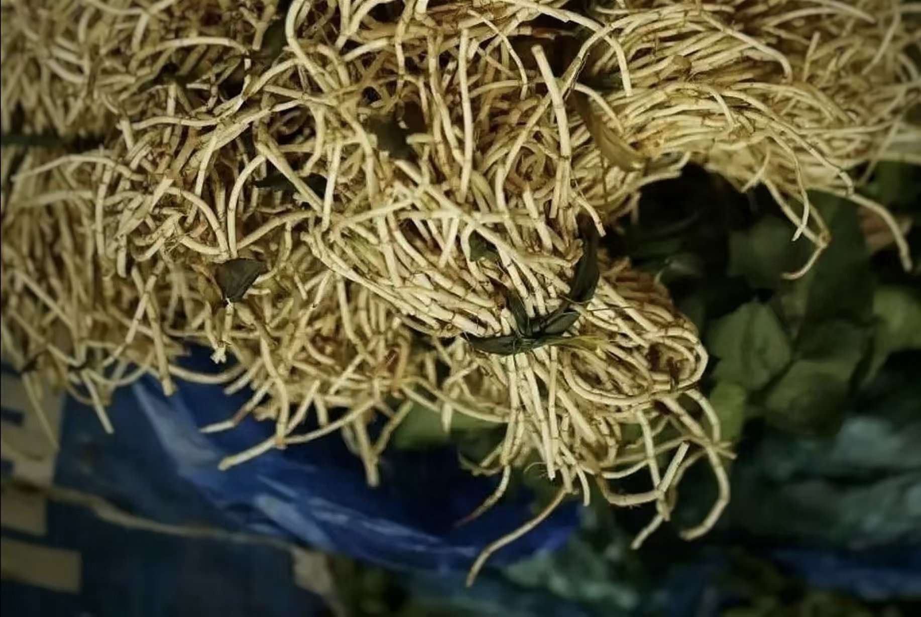 贵州特色美食折耳根
