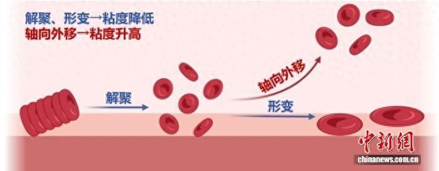 血液剪切稀化机制示意图。西北工业大学供图