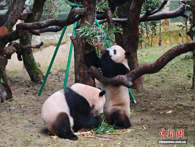 10月29日,重庆动物园大熊猫在场地内玩耍。张秀峰 摄