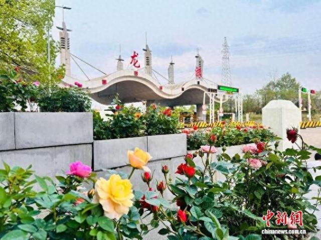 龙游收费站一景。曹媛媛 摄