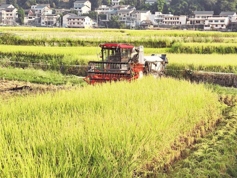 遵义市红花岗区海龙镇贡米村贡米坝水稻高产示范田丰收景象。 蹇广宏 摄
