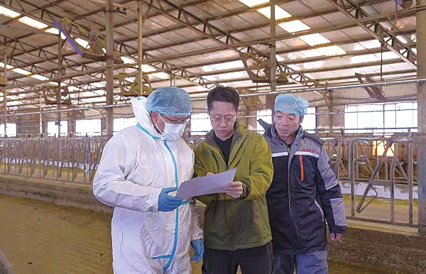 周瑞尧与伊利技术人员分析躺卧率。