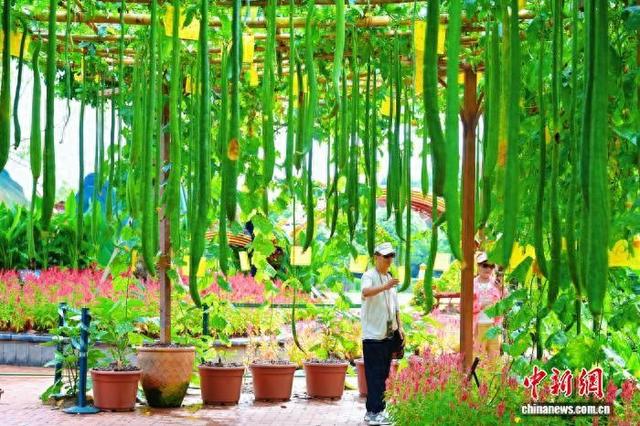 图为特色农作物展示。广西南宁青秀山风景区 供图