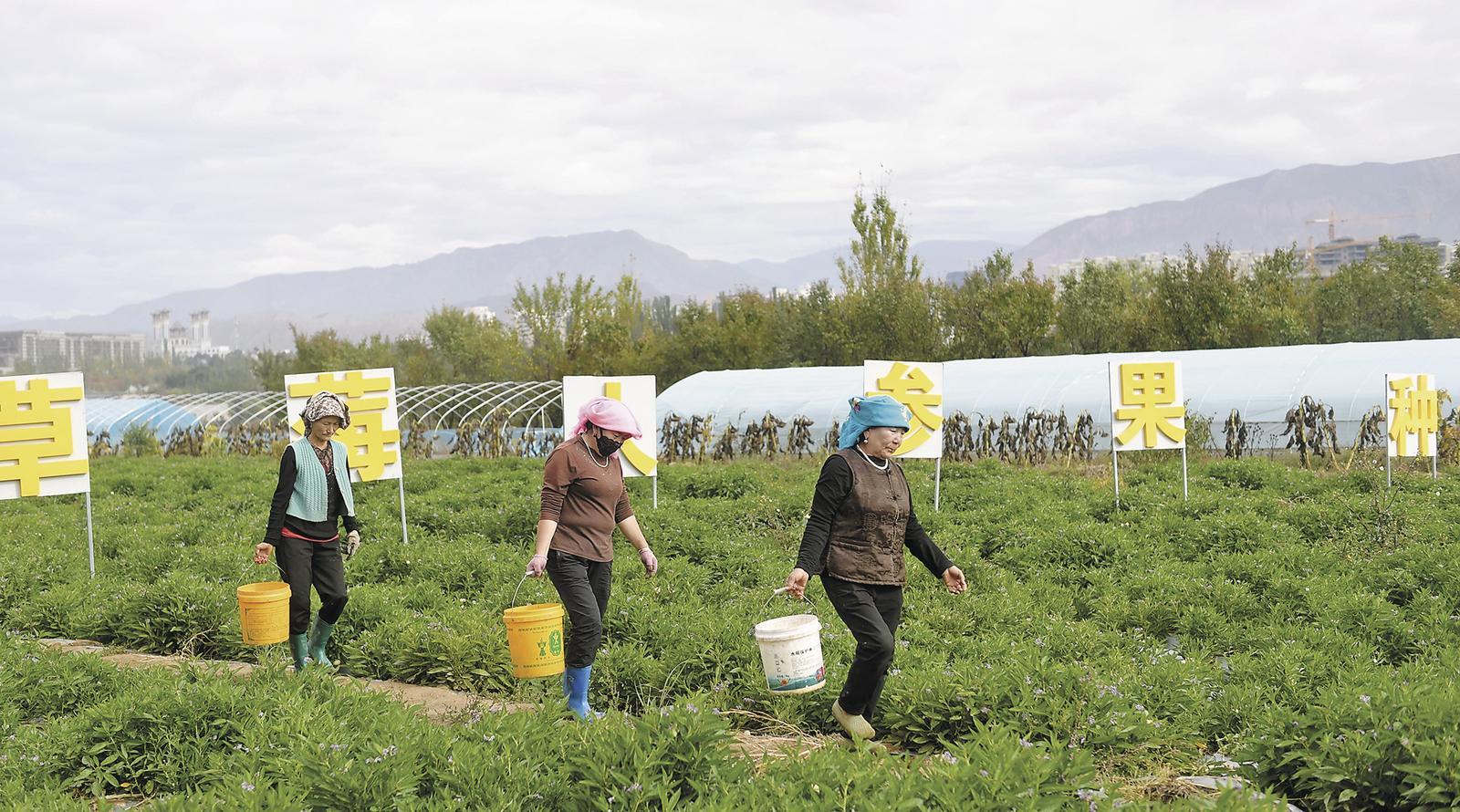 村民正在人参果种植基地内劳作。本报记者 张多钧 摄
