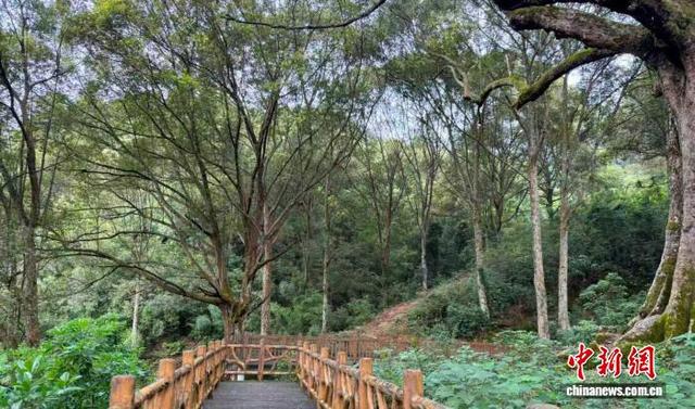 肇庆市怀集县古城村建设“绿美古树乡村”。广东省林业局 供图